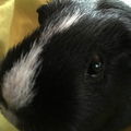 Bambam
