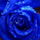 Girasol
