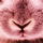 HasenNase