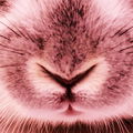 HasenNase