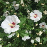 FloralAlice
