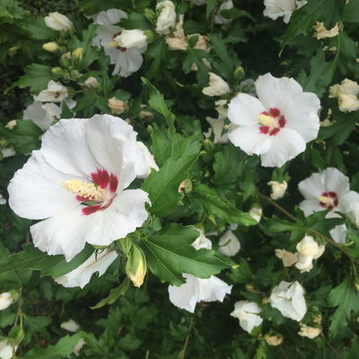 FloralAlice