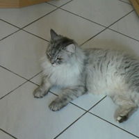 Duftlieberin