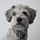 schnauzer