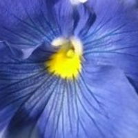 Gartenblume