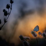 Blaugold