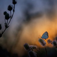 Blaugold
