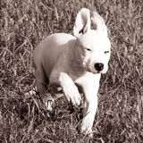 Snowie