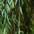 Ghostwillow