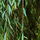 Ghostwillow