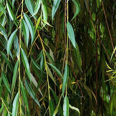 Ghostwillow