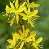 Asphodeline