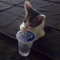Mochiii