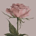 TendreRoses