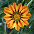 Flowerebel