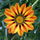 Flowerebel