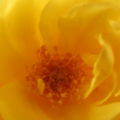 Gartenfee
