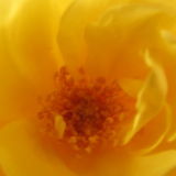 Gartenfee