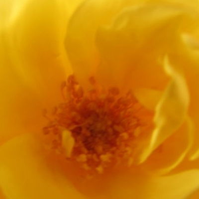 Gartenfee
