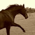 Shandria