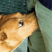 Luv2Sniff