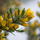 Gorse