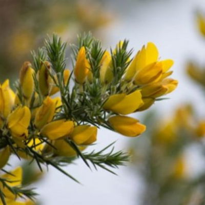 Gorse