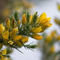 Gorse