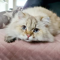 ChatonNoir