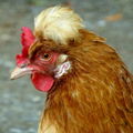 Haimilch