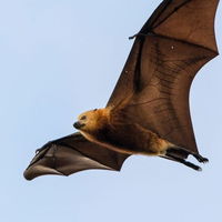 flyingfox