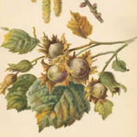 Hazelnut