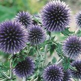 Kugeldistel