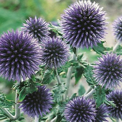 Kugeldistel