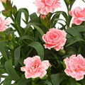 Dianthus