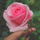 Roseresi7