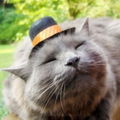 CatwithaHat