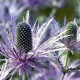 Eryngium