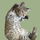 matchathecat