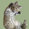 matchathecat