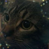 NaughtyKitty