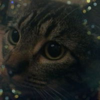NaughtyKitty