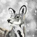 notTheDeer
