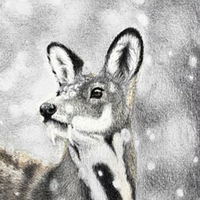 notTheDeer