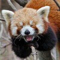 Redpanda