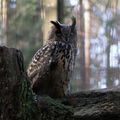 Schlina33