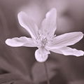 Nemorosa