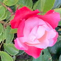 Irismond