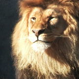 SABIR