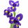 Keckeblume